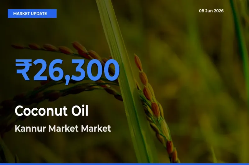 Kannur Market Emerges as Top Mandi for Coconut Oil Prices Today