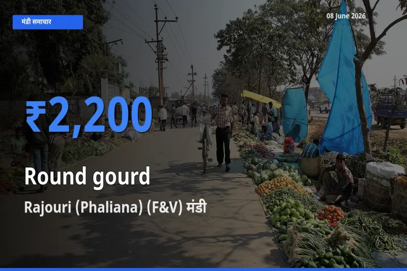 Rajouri (Phaliana) (F&V) मंडी में गोल लौकी ₹2,200 पर पहुँचा – आज का सर्वोच्च भाव