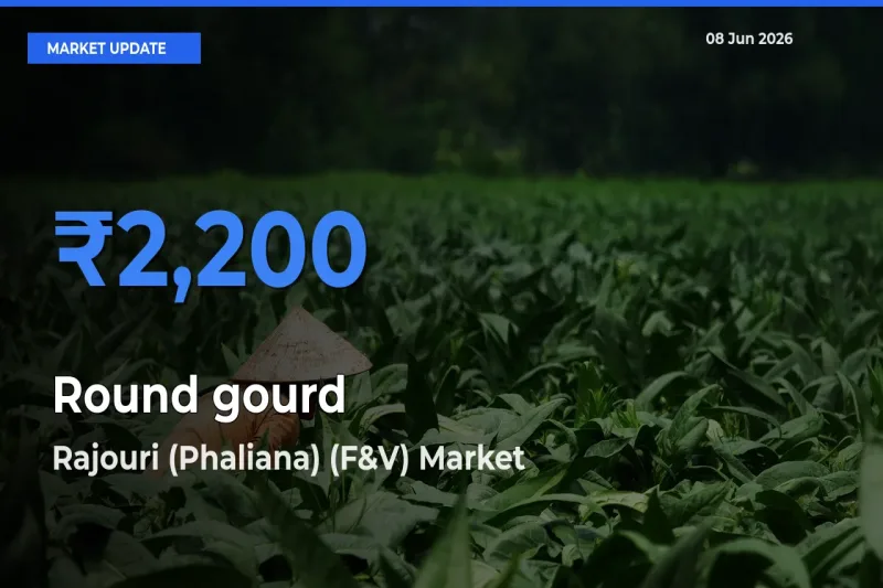 Rajouri (Phaliana) (F&V) Tops Round gourd Rates – June 08 Market Update