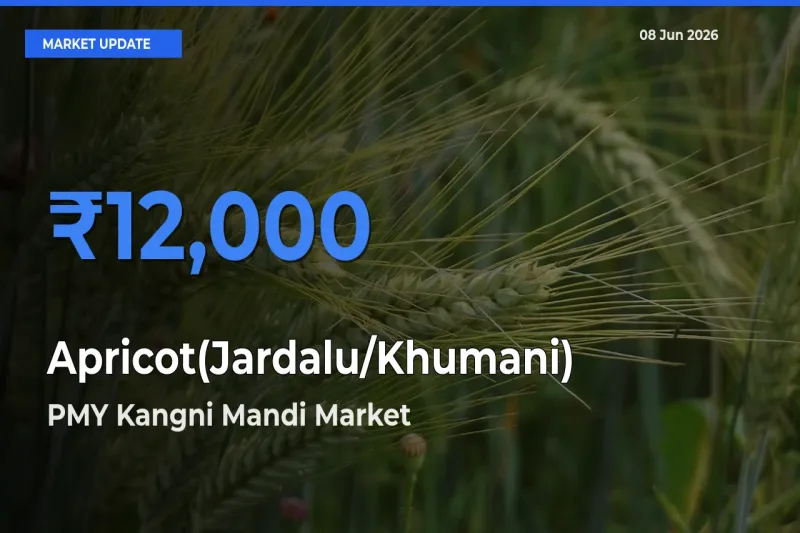 PMY Kangni Mandi Records Highest ₹12,000 Rate for Apricot(Jardalu/Khumani)