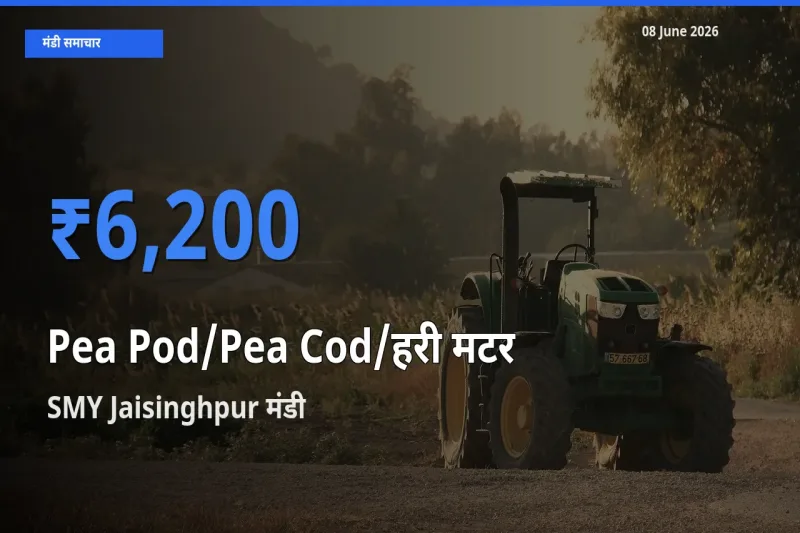 08 June अपडेट: मटर की फली के सबसे ऊँचे दाम SMY Jaisinghpur मंडी में