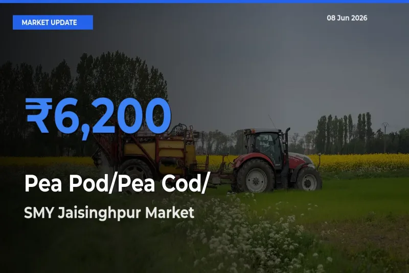 SMY Jaisinghpur Tops Pea Pod/Pea Cod/हरी मटर Mandi Rates Today
