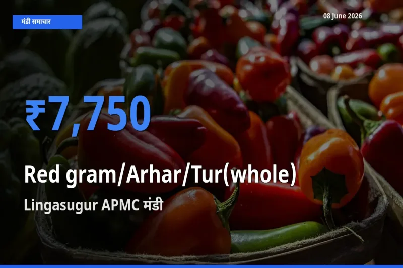 आज का मंडी भाव: साबुत अरहर के सबसे ज़्यादा दाम Lingasugur APMC में