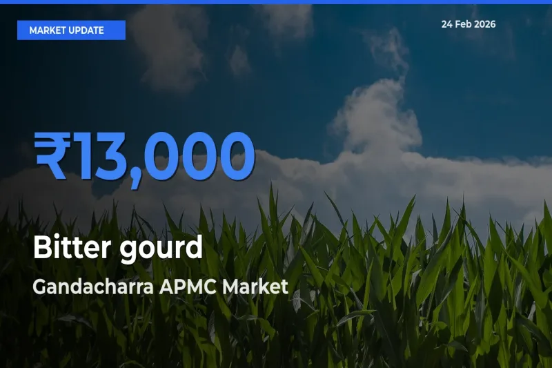 Gandacharra APMC Records Highest ₹13,000 Rate for Bitter gourd