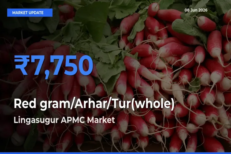 Market Watch: Lingasugur APMC Becomes Top Mandi for Red gram/Arhar/Tur(whole)