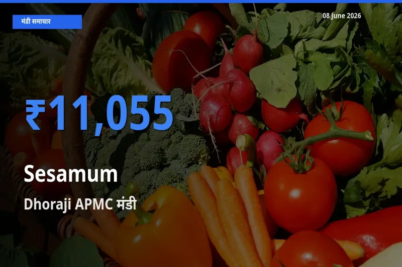 Dhoraji APMC मंडी में तिल (गिंगेली) ₹11,055 पर पहुँचा – आज का सर्वोच्च भाव