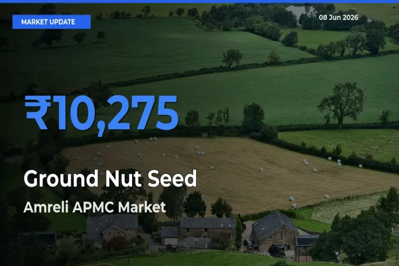 Amreli APMC Tops Ground Nut Seed Rates – June 08 Market Update