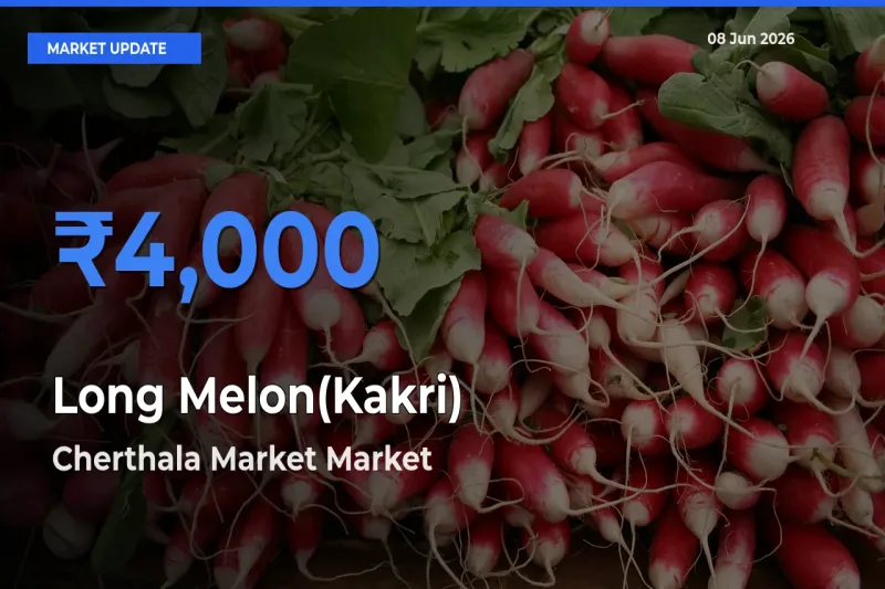 Cherthala Market Tops Long Melon(Kakri) Rates – June 08 Market Update
