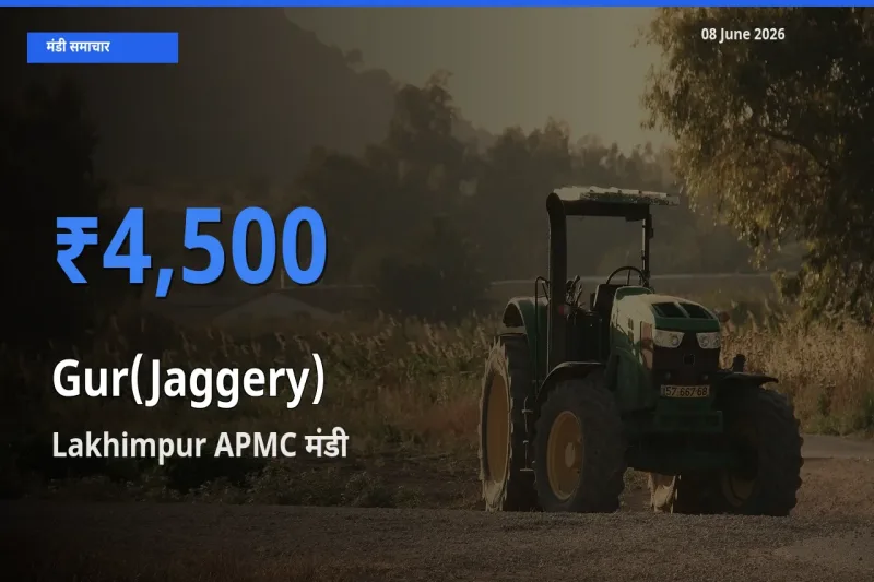 आज गुड़ के सबसे ज़्यादा दाम Lakhimpur APMC मंडी में दर्ज