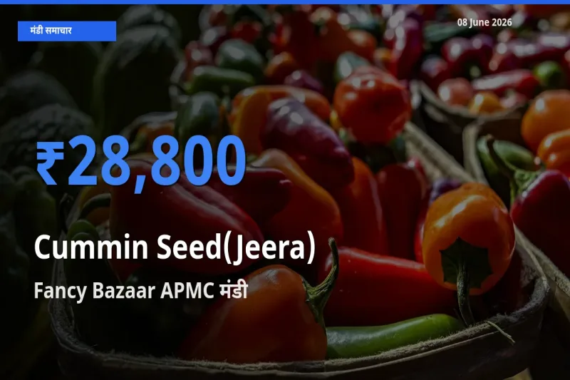 आज का मंडी भाव: जीरा के सबसे ज़्यादा दाम Fancy Bazaar APMC में