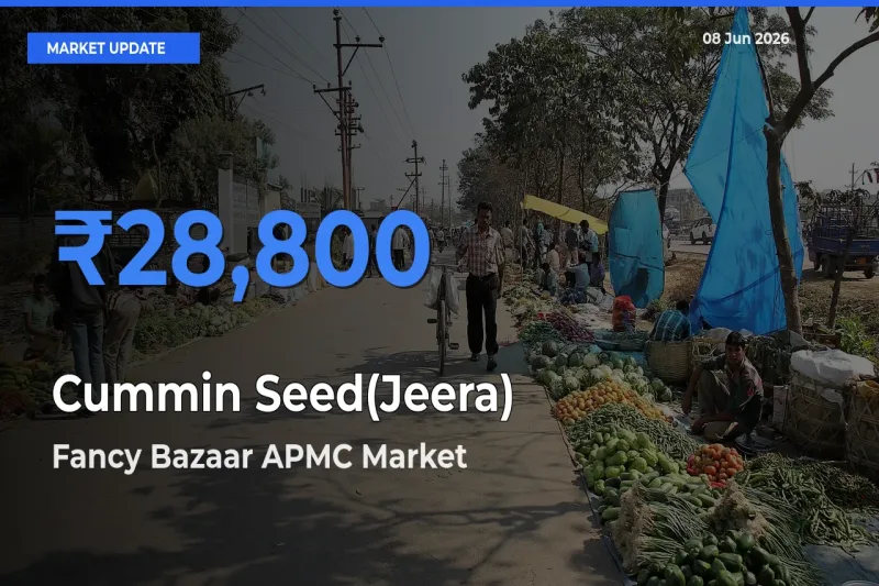 Market Watch: Fancy Bazaar APMC Becomes Top Mandi for Cummin Seed(Jeera)