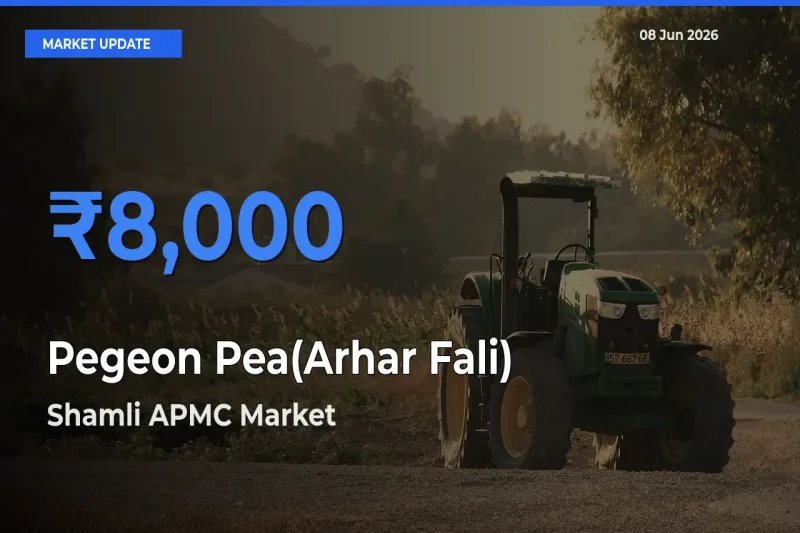 Shamli APMC Leads as Top Mandi for Pegeon Pea(Arhar Fali) Prices