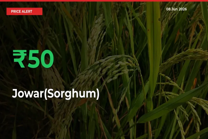 Sudden 49.88% Rally in Jowar(Sorghum) Prices Across Mandis
