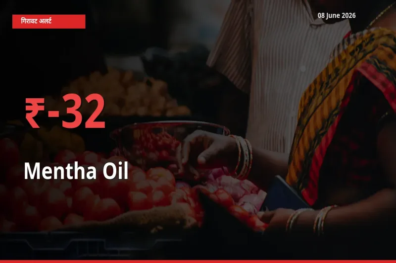 अचानक झटका! मंडी में मेंथा ऑयल के दाम 32.43% टूटे