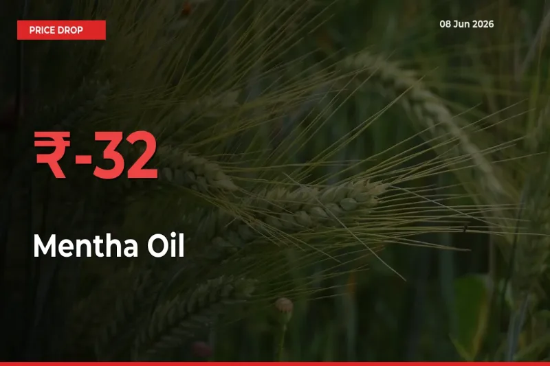 Mentha Oil Falls 32.43% at Mandis