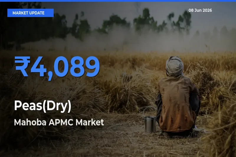 Mahoba APMC Tops Peas(Dry) Rates – June 08 Market Update