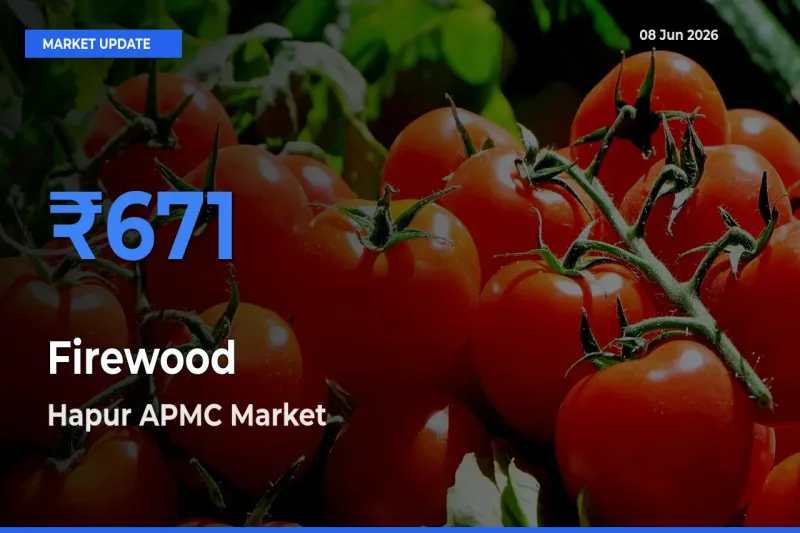 Top Performer! Hapur APMC Offers Best Firewood Price Today