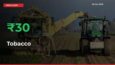 Big Rally! Tobacco Climbs 29.75% in 24 Hours at Top Mandis