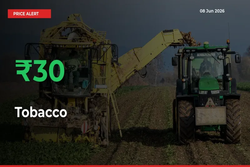 Big Rally! Tobacco Climbs 29.75% in 24 Hours at Top Mandis
