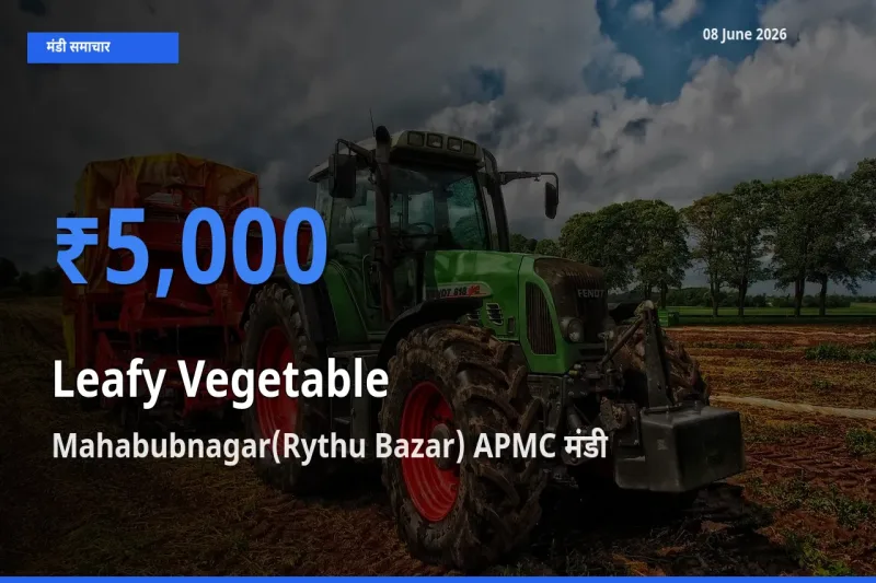 Mahabubnagar(Rythu Bazar) APMC में पत्तेदार सब्जी का आज सबसे ऊँचा भाव