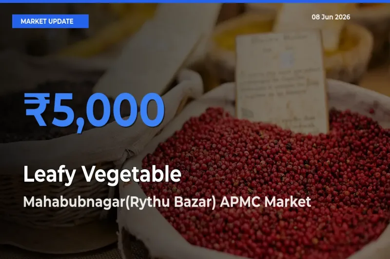 Mahabubnagar(Rythu Bazar) APMC Tops Leafy Vegetable Rates – June 08 Market Update