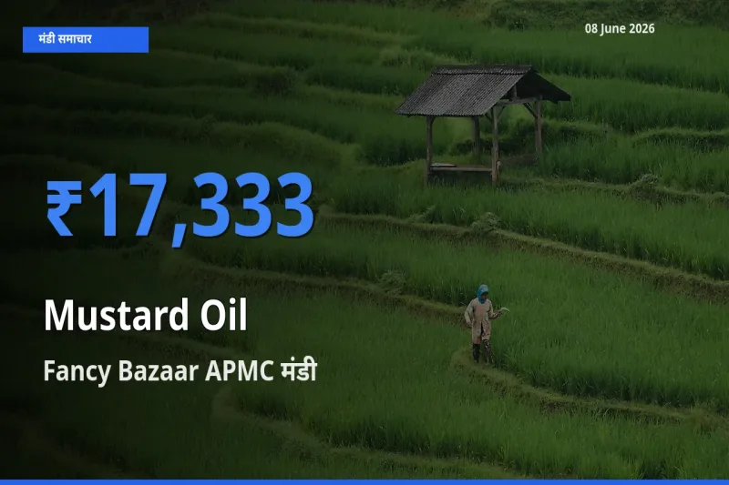 आज सरसों का तेल के सबसे ज़्यादा दाम Fancy Bazaar APMC मंडी में दर्ज