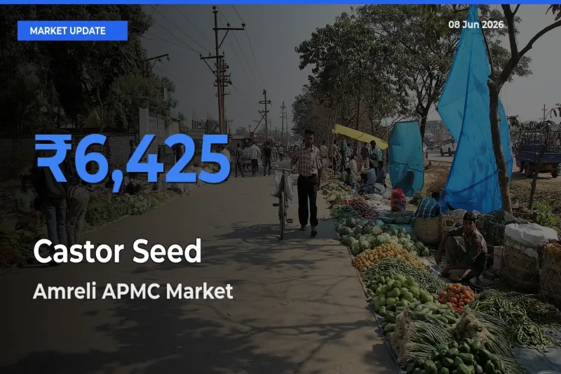 Amreli APMC Offers ₹6,425 – Highest Castor Seed Rate Today