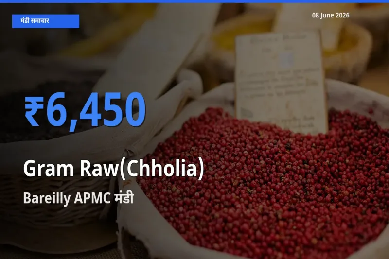 किसानों की पसंद बना Bareilly APMC, हरा चना (छोलिया) के सबसे अच्छे दाम
