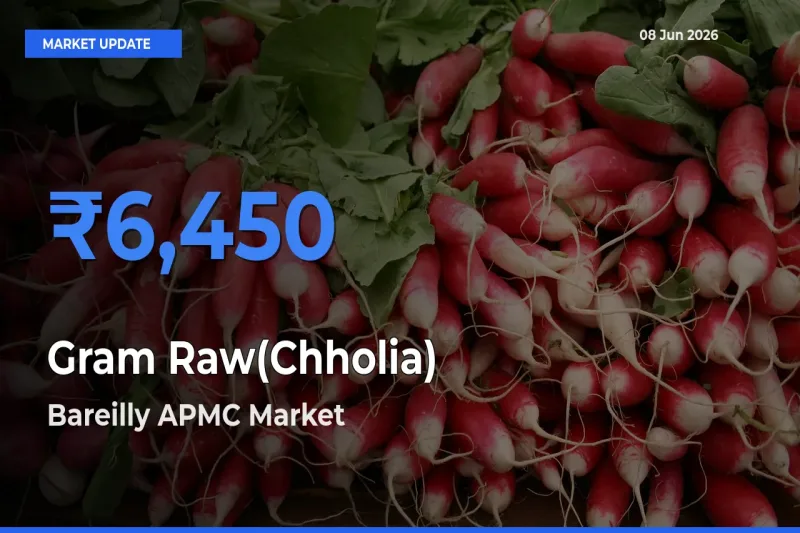 Bareilly APMC Tops Gram Raw(Chholia) Mandi Rates Today