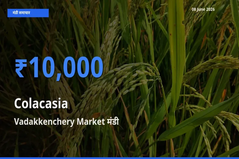 आज अरबी के सबसे ऊँचे दाम ₹10,000 Vadakkenchery Market मंडी में