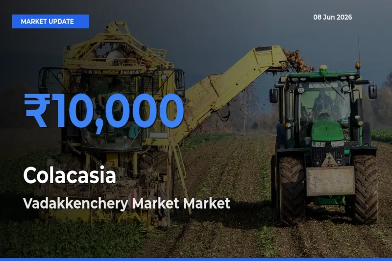 Vadakkenchery Market Leads as Top Mandi for Colacasia Prices