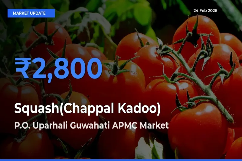 P.O. Uparhali Guwahati APMC Leads as Top Mandi for Squash(Chappal Kadoo) Prices