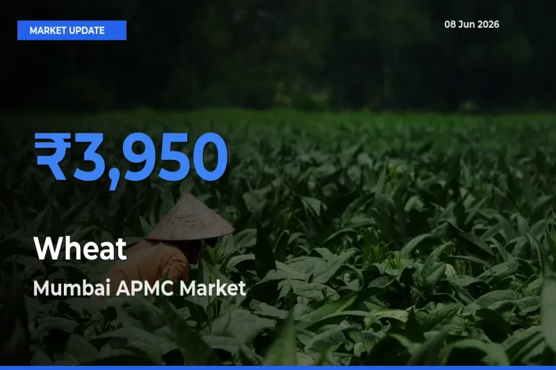 Mumbai APMC Tops Wheat Mandi Rates Today