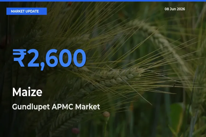 Gundlupet APMC Tops Maize Rates – June 08 Market Update