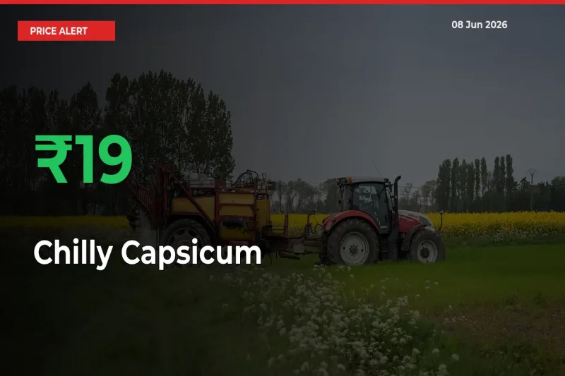 Farmers Cheer as Chilly Capsicum Prices Surge 18.88% in Local Mandis