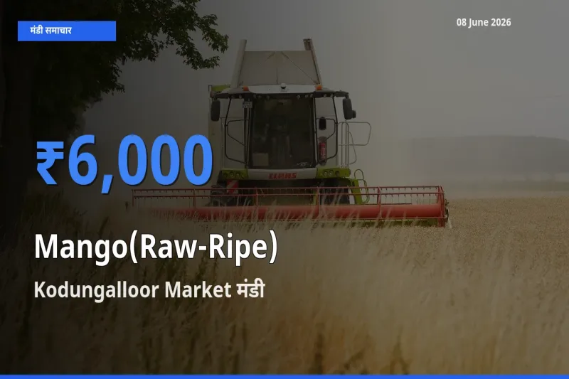 08 June अपडेट: आम (कच्चा-पका) के सबसे ऊँचे दाम Kodungalloor Market मंडी में
