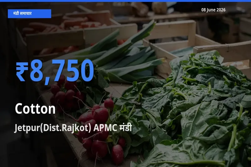 टॉप मंडी बना Jetpur(Dist.Rajkot) APMC! कपास के सबसे ऊँचे दाम यहीं दर्ज