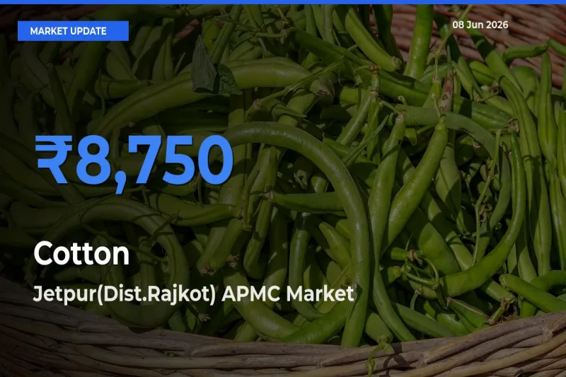 Farmers Prefer Jetpur(Dist.Rajkot) APMC as Cotton Hits Highest Rate