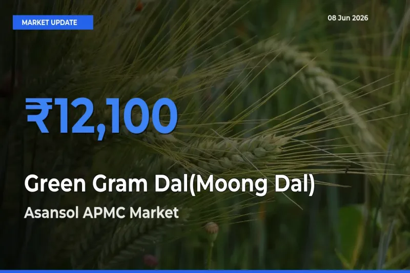 Top Performer! Asansol APMC Offers Best Green Gram Dal(Moong Dal) Price Today