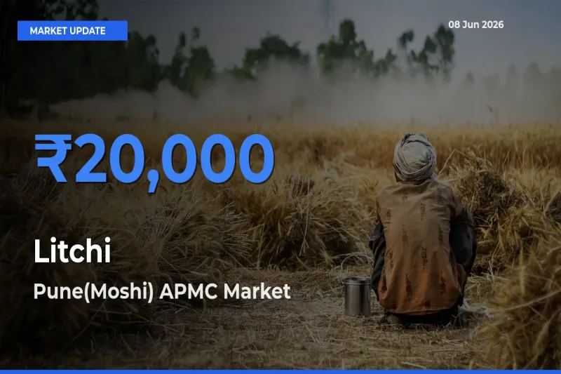 Pune(Moshi) APMC Offers ₹20,000 – Highest Litchi Rate Today