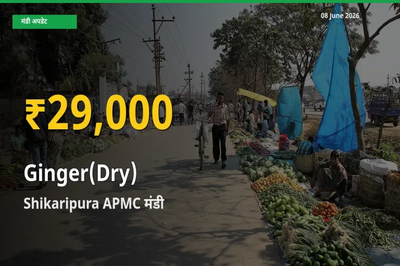 अदरक (सूखा) के दामों ने बनाया नया रिकॉर्ड, Shikaripura APMC में तेज़ी