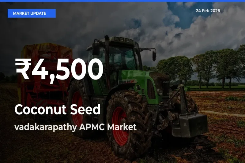 Big Drop! Coconut Seed Slides to 30-Day Low at vadakarapathy APMC