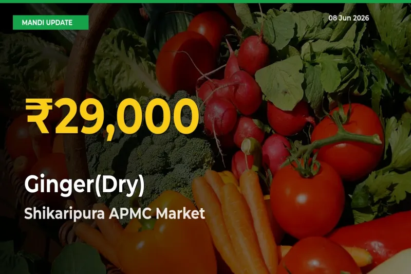 Big Jump in Ginger(Dry) Prices! Shikaripura APMC Records New Peak Today