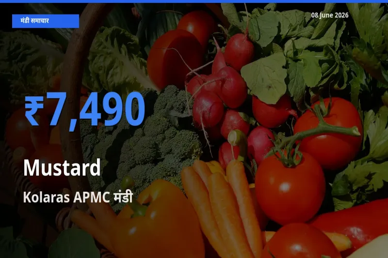 Kolaras APMC मंडी में सरसों ₹7,490 पर पहुँचा – आज का सर्वोच्च भाव