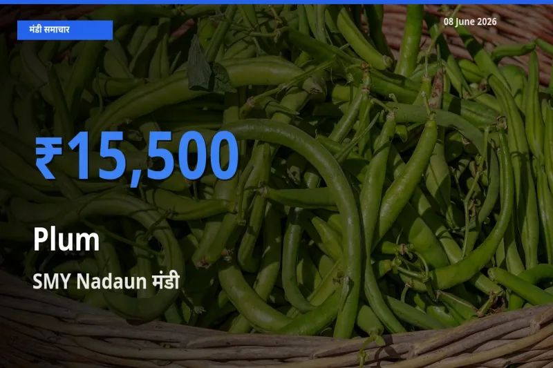 आज आलूबुखारा के सबसे ऊँचे दाम ₹15,500 SMY Nadaun मंडी में
