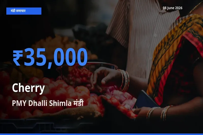 08 June अपडेट: चेरी के सबसे ऊँचे दाम PMY Dhalli Shimla मंडी में