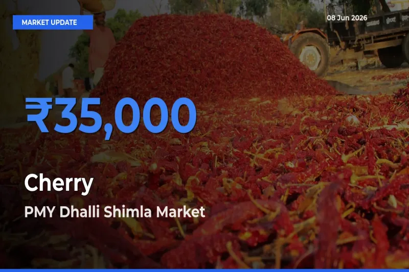 Market Watch: PMY Dhalli Shimla Becomes Top Mandi for Cherry