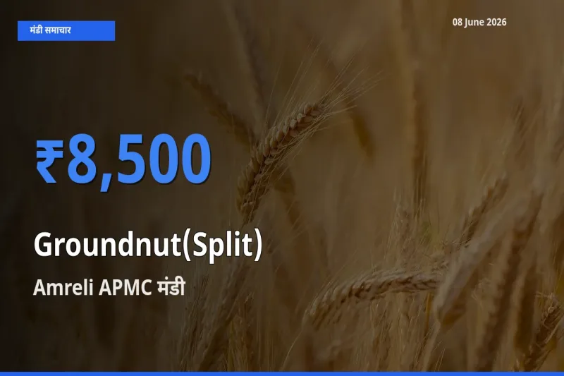 टॉप मंडी बना Amreli APMC! मूंगफली दाना (दो फाड़) के सबसे ऊँचे दाम यहीं दर्ज