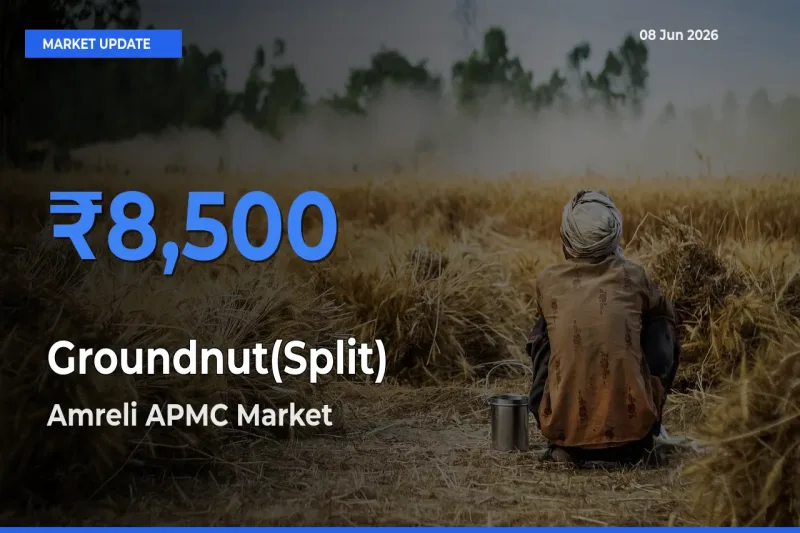 Amreli APMC Emerges as Top Mandi for Groundnut(Split) Prices Today