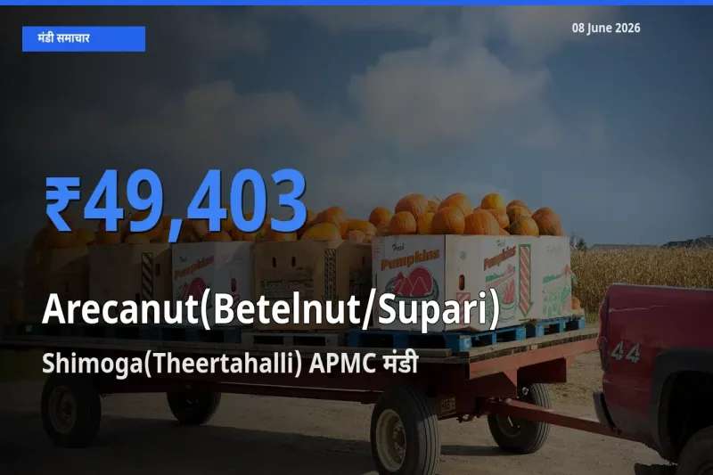 Shimoga(Theertahalli) APMC में सुपारी का आज सबसे ऊँचा भाव